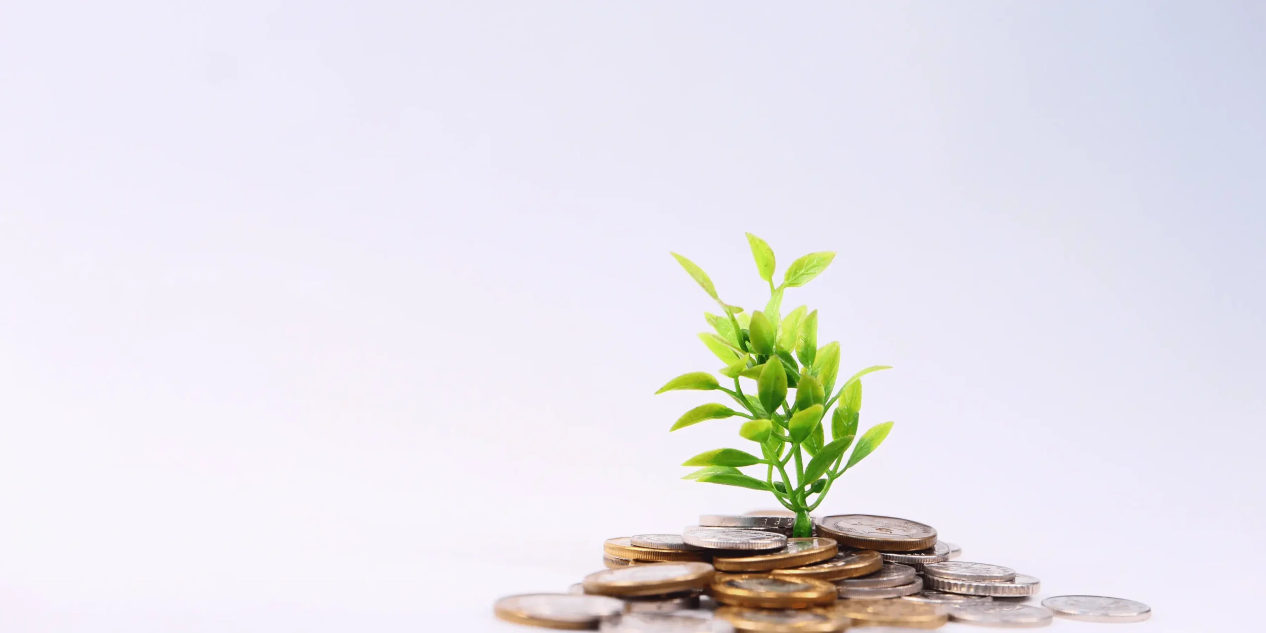 květina roste zatímco jsou kolem ní mince