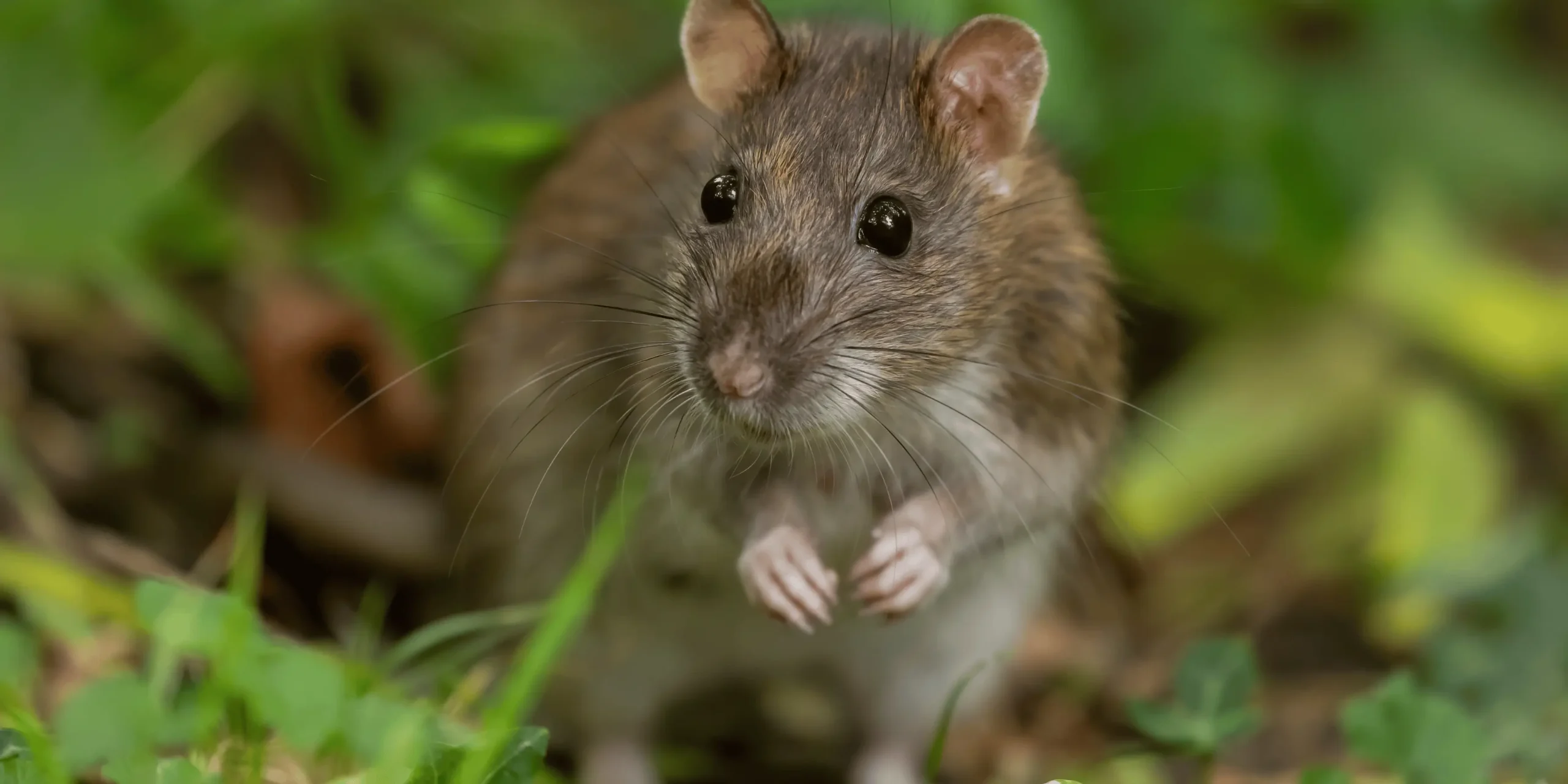 Jaké rostliny přitahují potkany nejvíc?