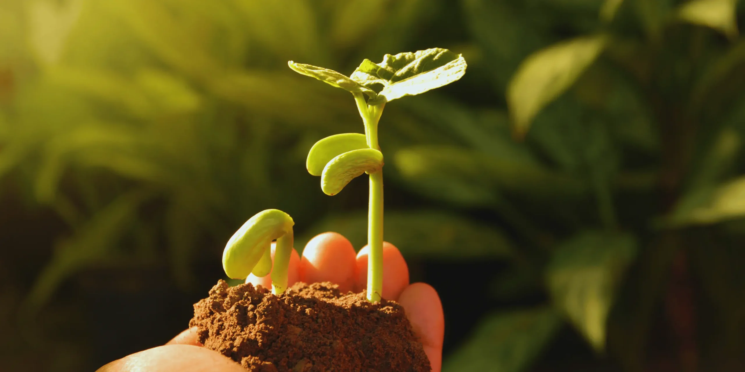 ruční přesazování rostlin