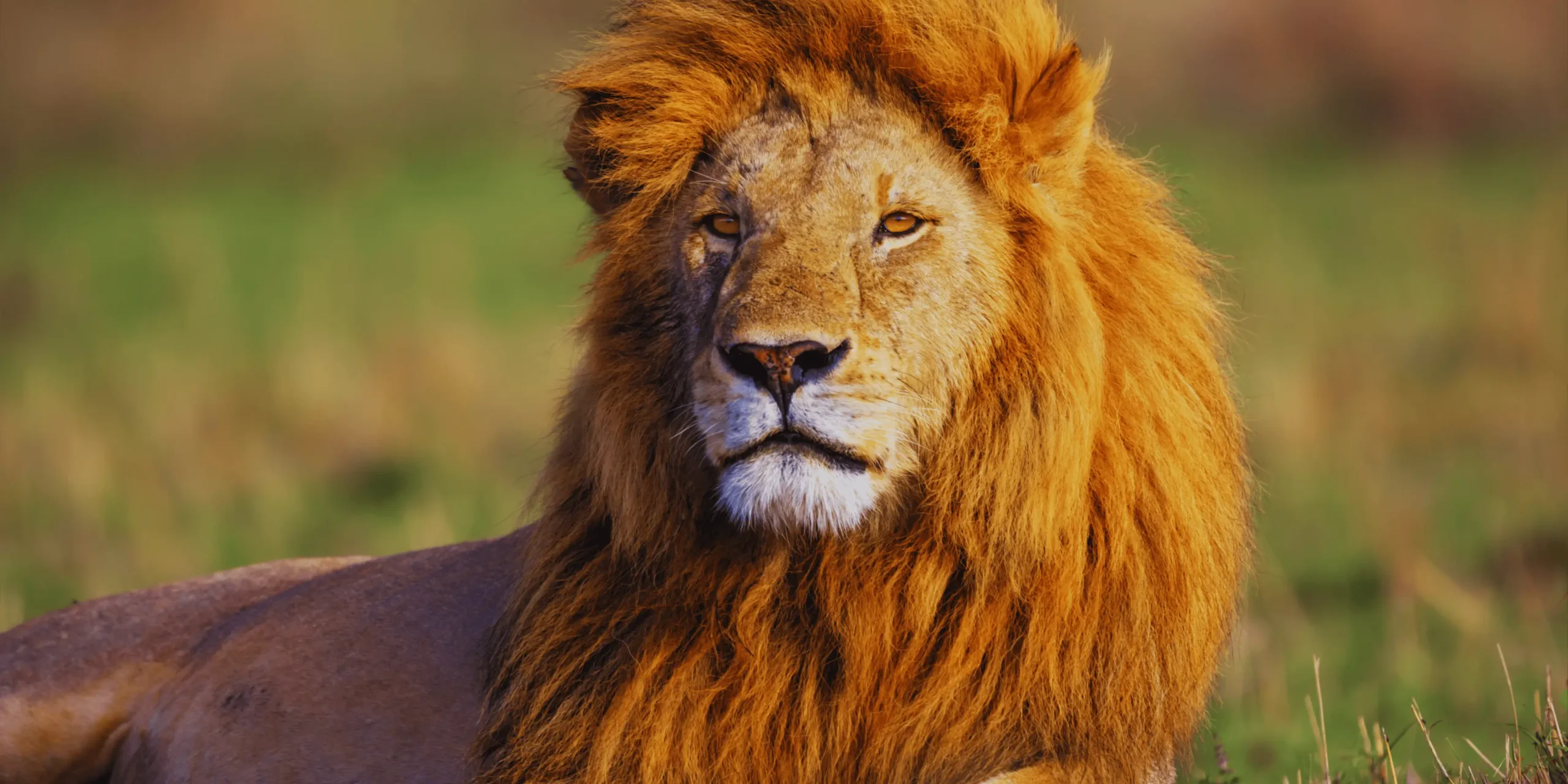 Zaostřeno na odpočívajícího lva.