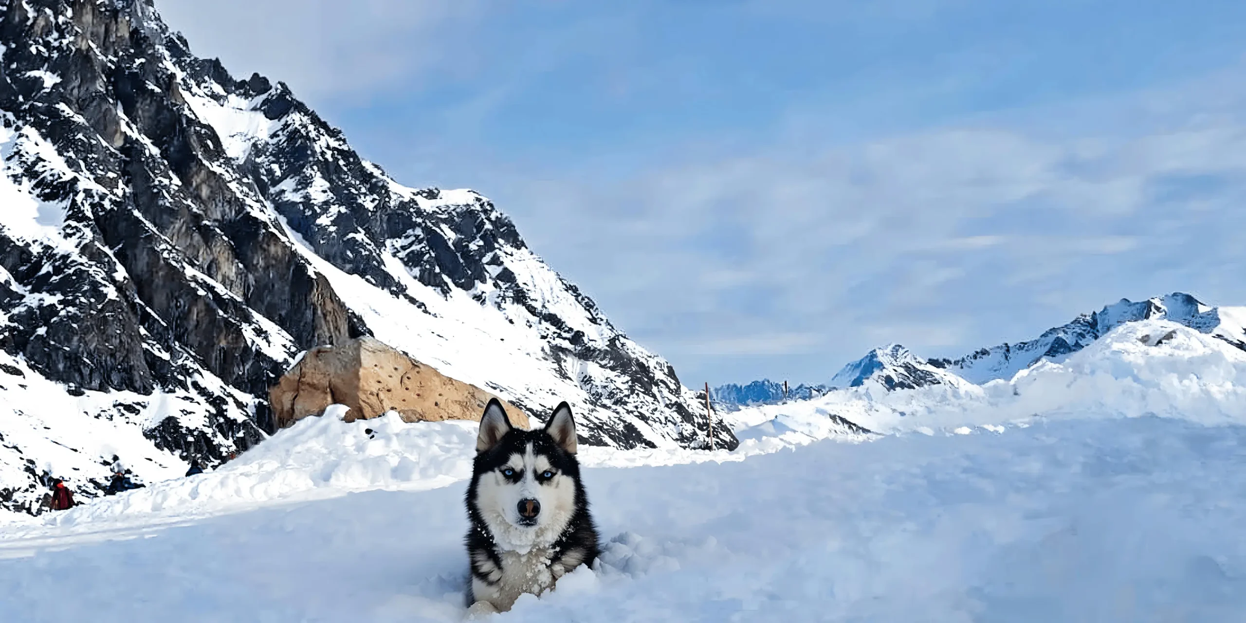 Pes na horách ve sněhu