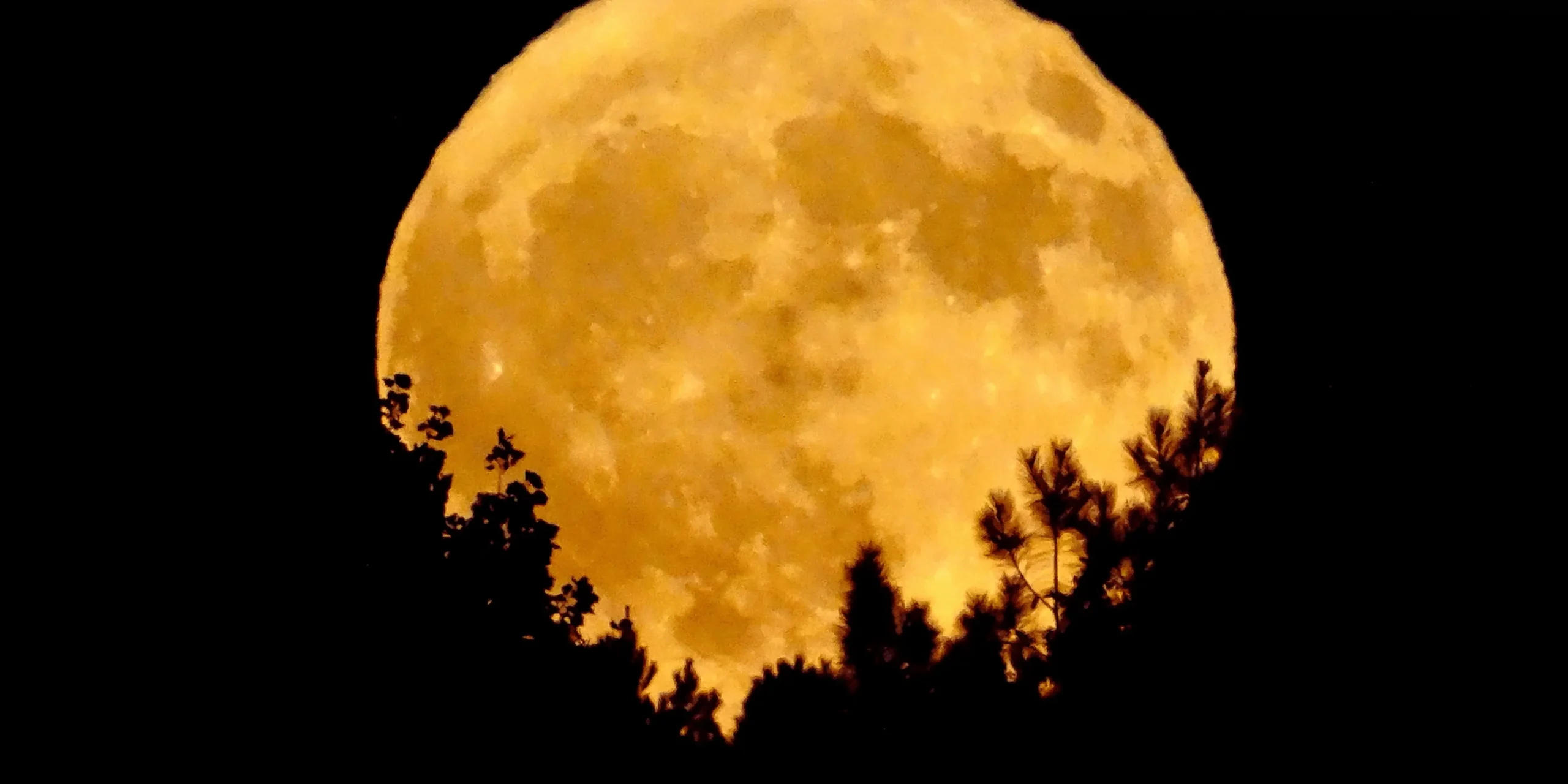 Obrovský měsíc nad stromy