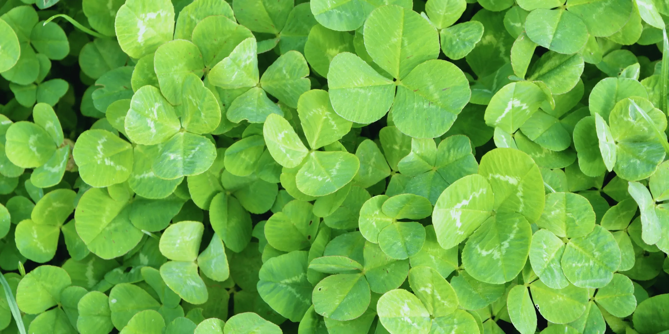 Čtyřlístky pro štěstí