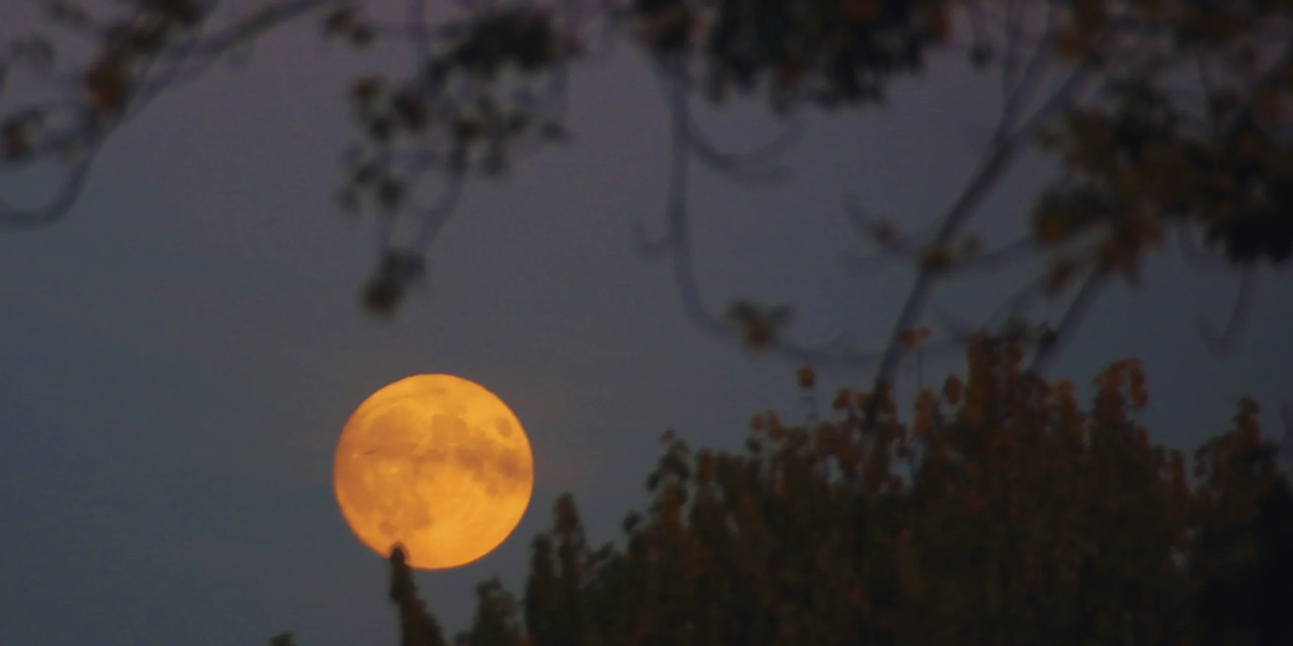 Úplněk zpoza stromů.