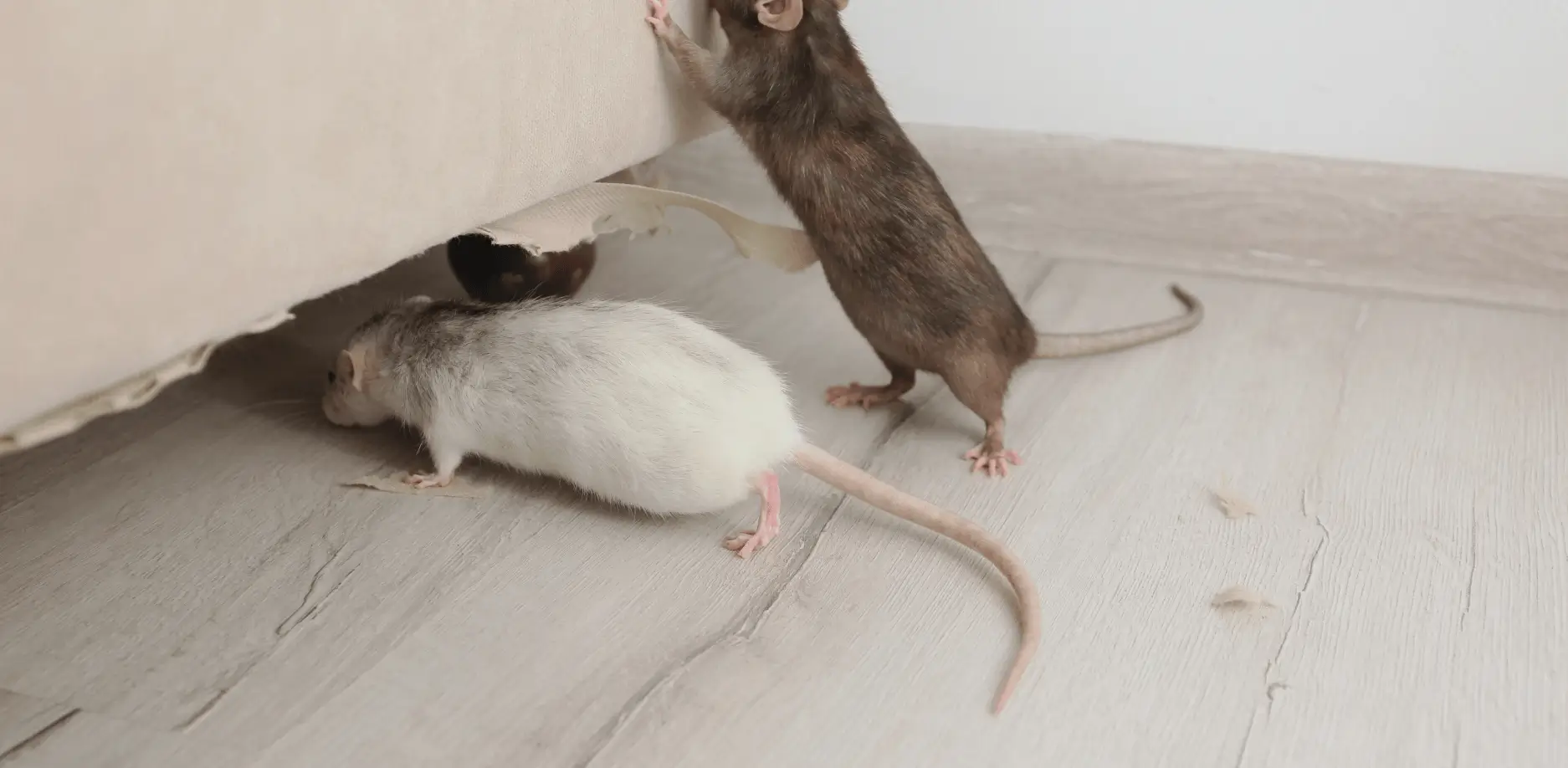 Myši v domácnosti.