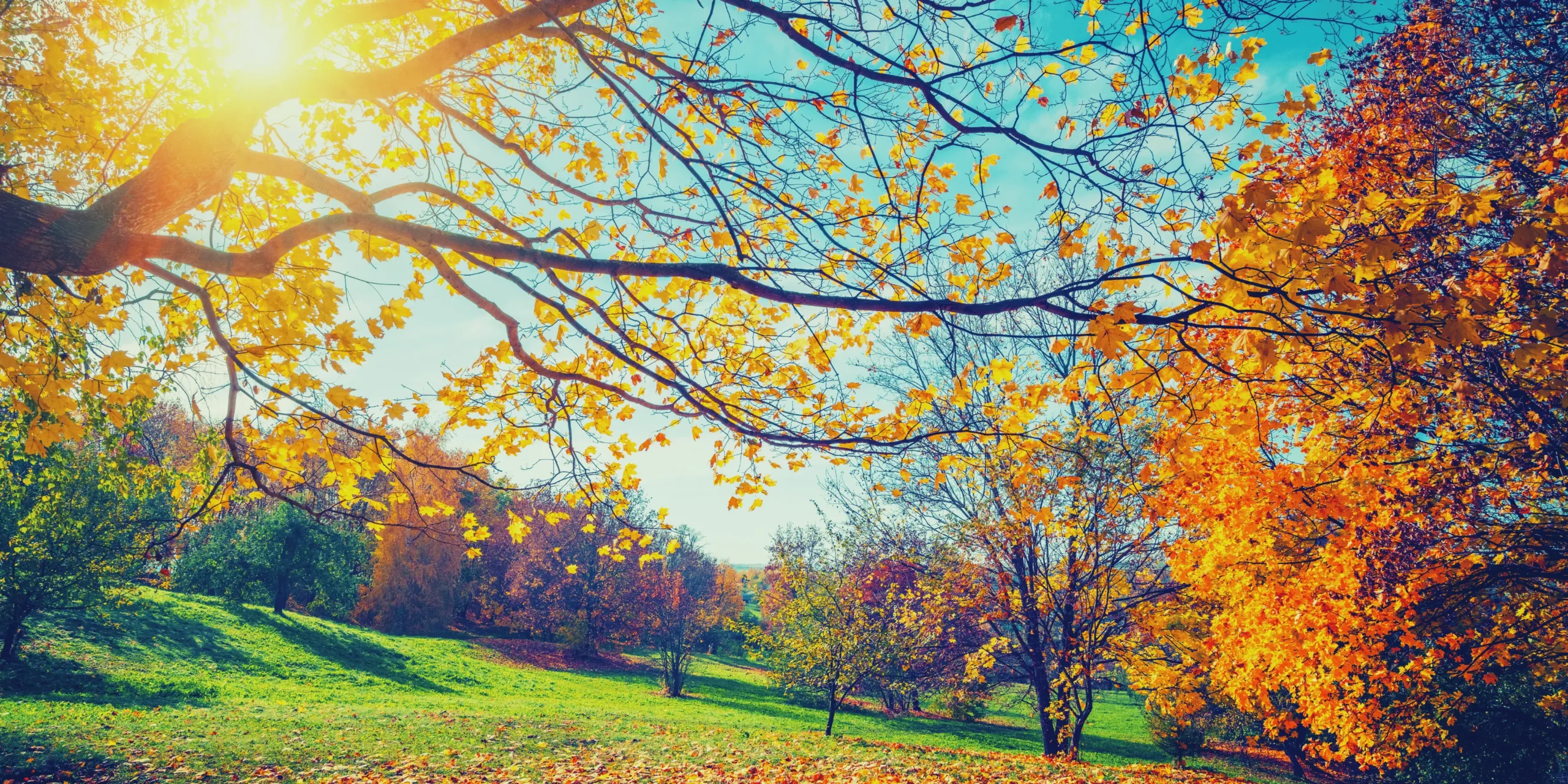 Slunečný podzim v přírodě.