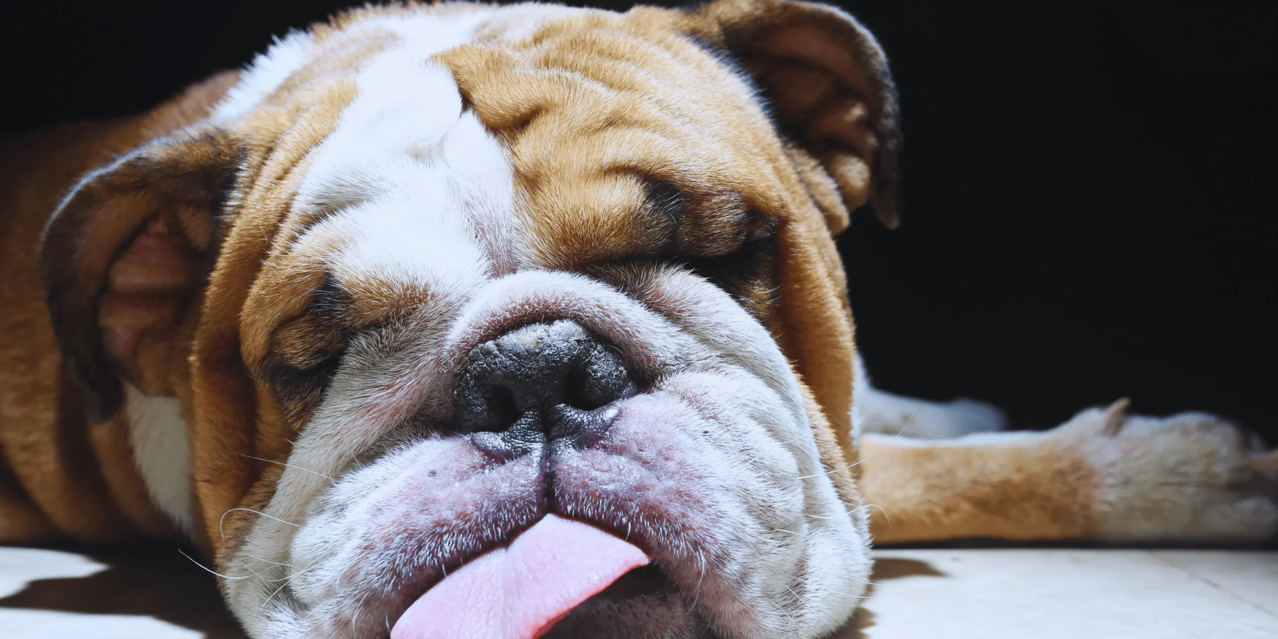 Vyčerpaný pes spí.