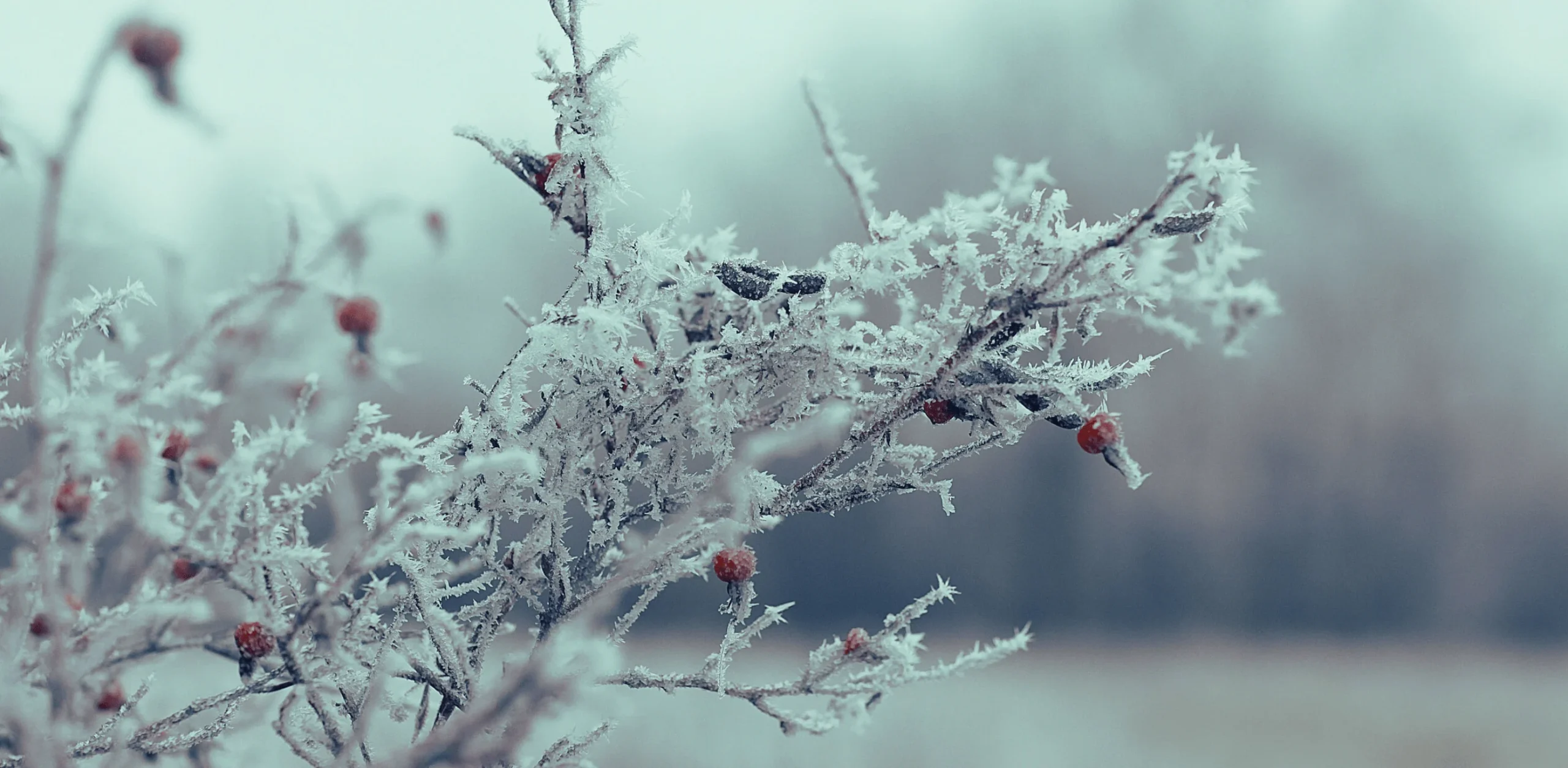 Zimní větve s námrazou a bobulemi.