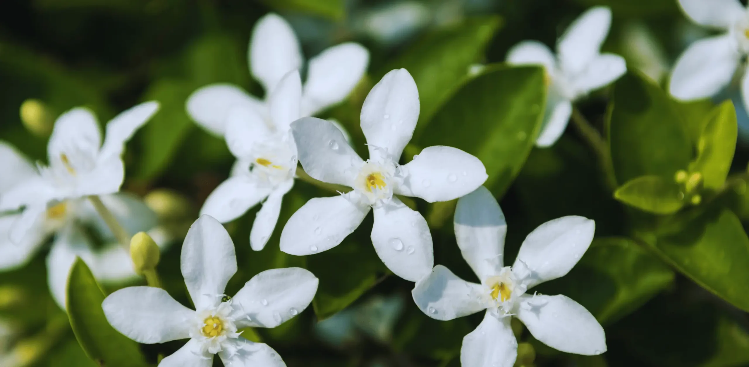 Jasmín na zahrádce
