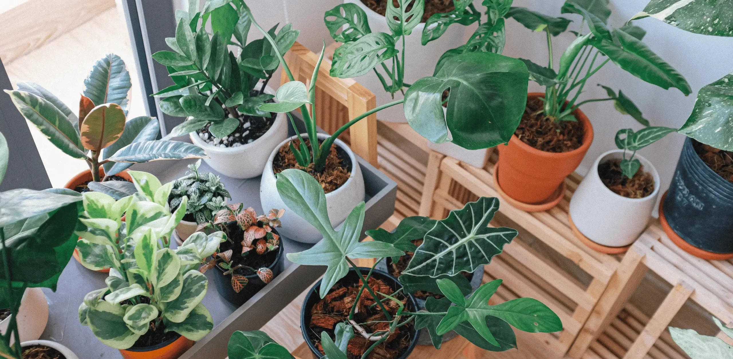 Rostliny v domácnosti