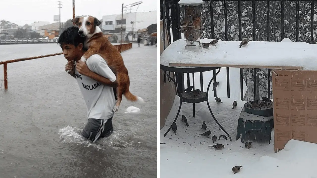 Pes na zádech v povodni.